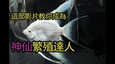 神仙魚產卵幾天孵化|神仙魚基本飼養及繁殖須知 – 寵物百科